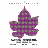 Garden Sensation Blackberry